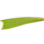Aloe Vera Leaves Indonesia 1pc