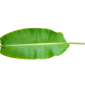 Banana-Leaf-India-1pc-40391-01