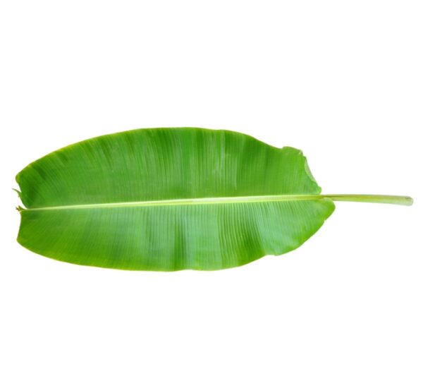 Banana-Leaf-India-1pc-40391-01