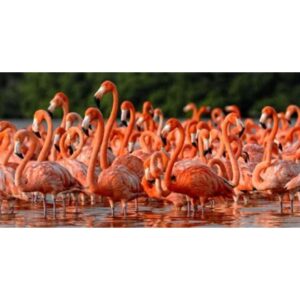 Feather-Flamingoes-3-Packs