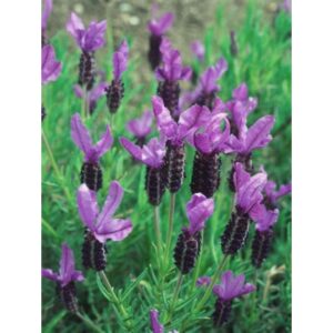 Vitarin-Lavender