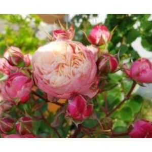 Vitarin-Rose