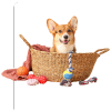 Pet Accessories