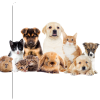 Pet Care