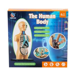 human-anatomy-torso-model